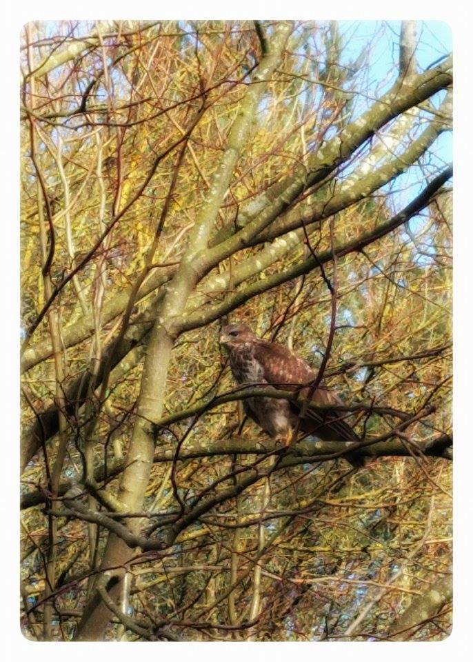 12814013_10153473036123435_855024233817711760_n